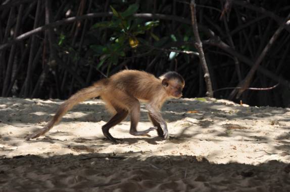 O macaco-prego, presente em Vassouras, região de Atins, nos Lençóis Maranhenses - MA
